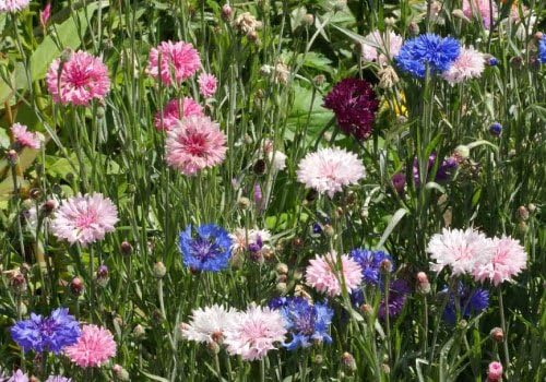 Non GMO Bulk Cornflower/Bachelor Button Seeds - Tall Mix Centaurea cyanus (10 lbs)