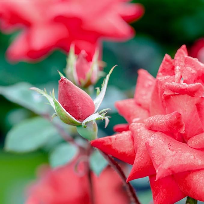 PERFECT PLANTS Double Red Knock Out Rose Live Plant, 3 Gallon, Includes Care Guide