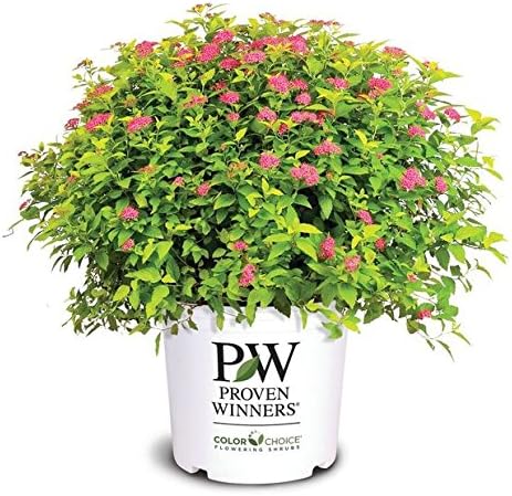 Proven Winners - Spiraea jap. Double Play Gold (Spirea) Shrub, , #3 - Size Container