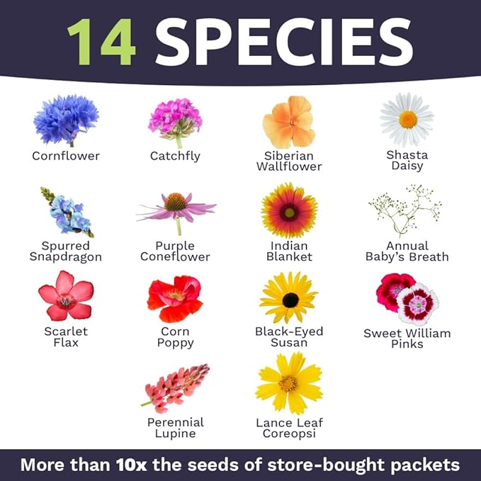 Northeast Wildflower Seeds - Extra Large 1 Ounce Packet - Over 7,500 Native Seeds - Open Pollinated and Non GMO Varieties for New York, Virginia, Pennsylvania, Maine and More!