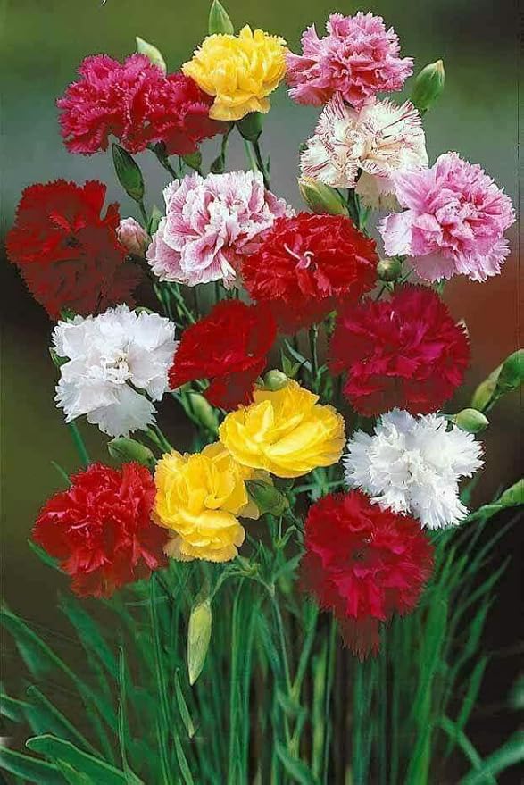 Seeds Carnation Shabo Mix Biennial Flowers