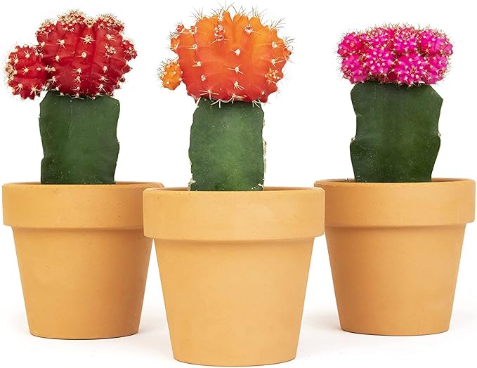 Grafted Cactus Plants Live in Clay Pots for Plants (3 PK), Live Cactus Plant in Cactus Soil Potting Mix, Live Mini Cactus Succulents Plants Live Cacti, Live Succulents in Cactus Pot by Plants for Pets