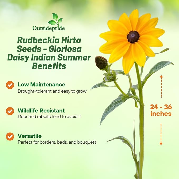 Outsidepride Indian Summer Gloriosa Daisy Seeds – 400 Pcs Perennial Rapid Growing, Heat & Drought Tolerant Rudbeckia Hirta Daisy Flower Seeds for Vibrant Meadows & Garden Borders (AAS Winner)