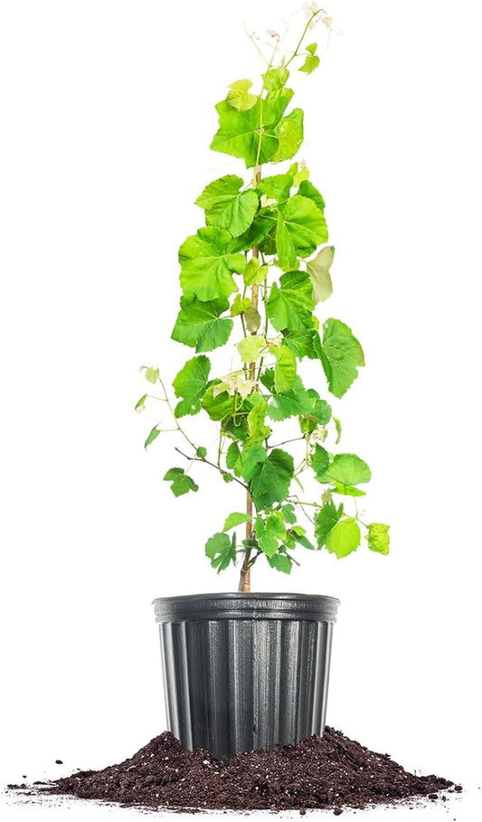 PERFECT PLANTS Mars Grape Vine in 3 Gallon Grower's Pot | Delicious Seedless Fruits for Home Trellis | Can Be Used for Jellies, Eaten Fresh, and More