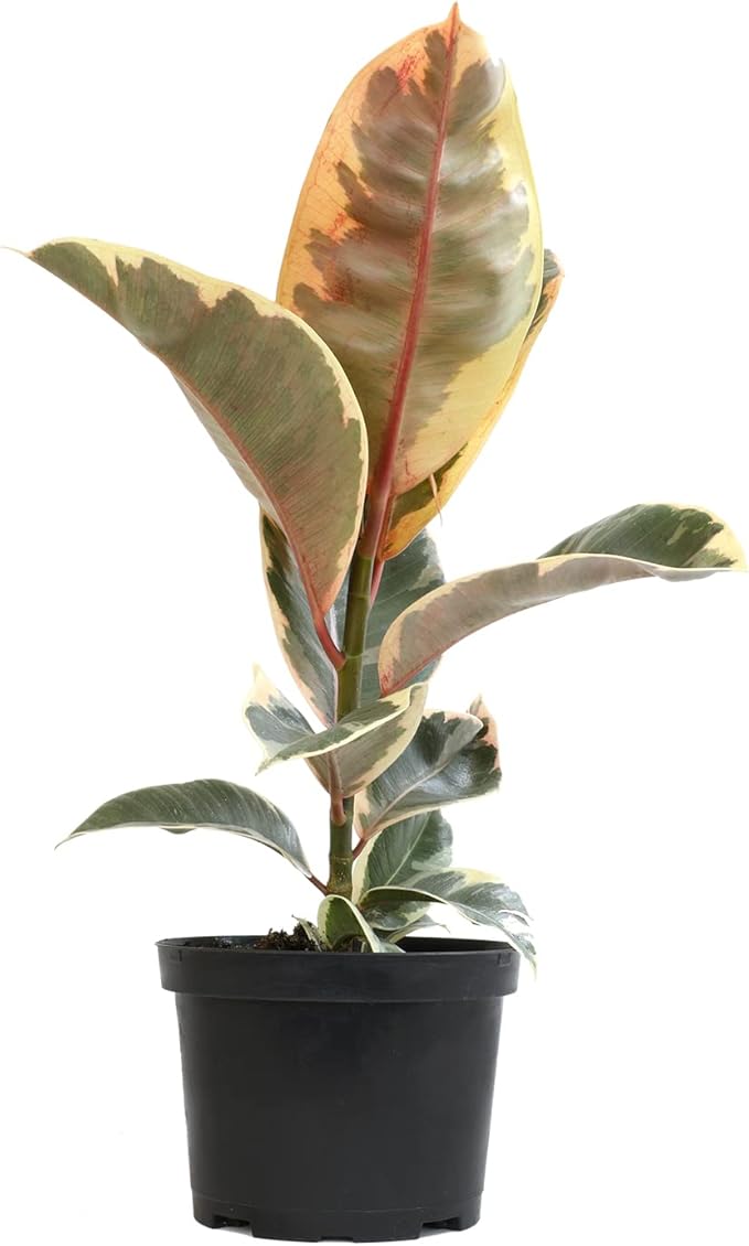 6" Ficus Tineke, Variegated Rubber Plant, Real Ficus Tree, Indoor Garden Greenhouse Plant Room Decor Office Plants Live Real Plants Indoor Live Plants Indoor Plants Live Houseplants by Plants for Pets