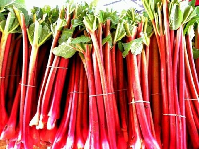 Rhubarb Seeds for Planting Pie Plant Rheum Australe About 50 Seeds