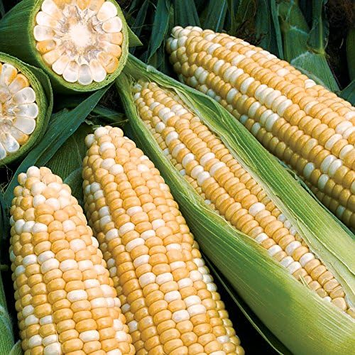 Park Seed Variety of Corn Vegetable Seeds, Plant Seeds, Easy to Grow, Perfect for Harvesting, Obsession, Pack of 200