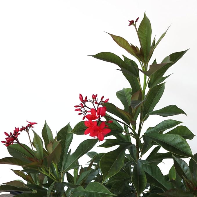 AMERICAN PLANT EXCHANGE Jatropha Bush, Red Flowering Privacy Hedge, 10-Inch Pot, Attracts Pollinators, Tropical Evergreen Shrub, Live Plant for Home Landscape & Garden