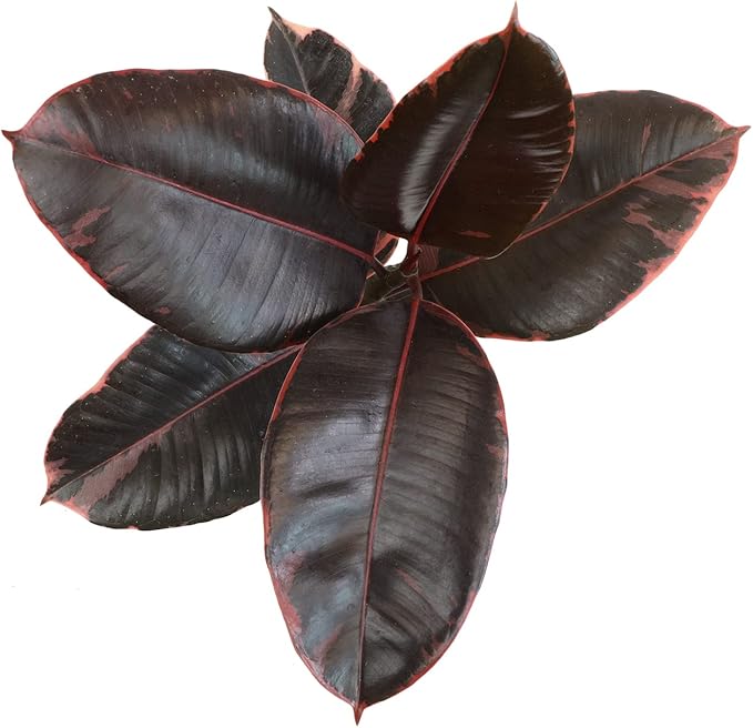6" Ficus Ruby, Variegated Rubber Plant, Real House Plants, Desk Plants Live, Plant Decor for Bedroom, Floor Plants, Real Plants Indoor Live Plants Indoor Plants Live Houseplants by Plants for Pets