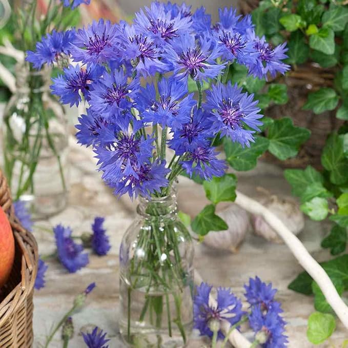 Outsidepride 1000 Seeds Blue Cornflower Bachelor's Button Dwarf Garden Flower Seeds for Planting
