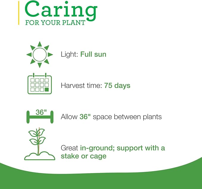 Bonnie Plants Sun Sugar Yellow Cherry Tomato - 4 Pack Live Plants, Disease Resistant, 7 - 9 Ft. Tall Plants, Great For Salads & Snacking