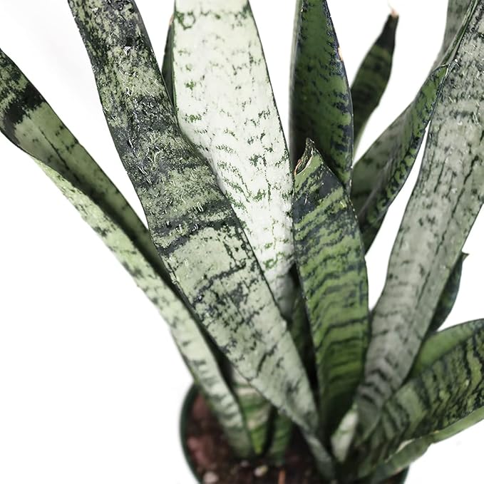 American Plant Exchange Snake Plants, Live Sansevieria Pack of Two 6-Inch Pots, Laurentii & Zeylanica, Easy Care, Air Purifying, Indoor Houseplants for Versatile Home, Office & Garden Décor