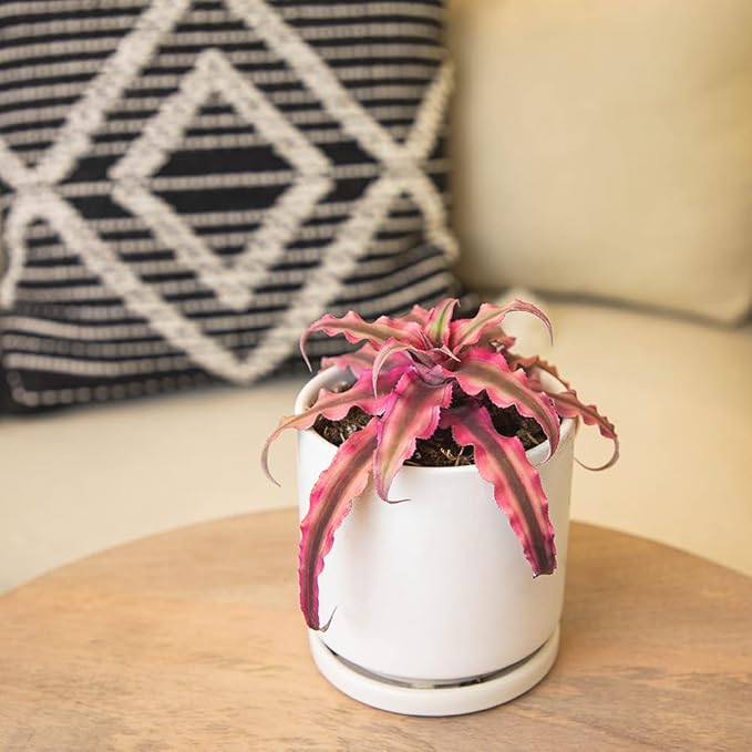 Live Cryptanthus Bromeliad Plant, Cryptanthus bivittatus Pink Star, Indoor Flowering Plant, Earth Star House Plant in Pot, Bromeliads Live Plants in Soil, Colorful Potted Houseplant by Plants for Pets