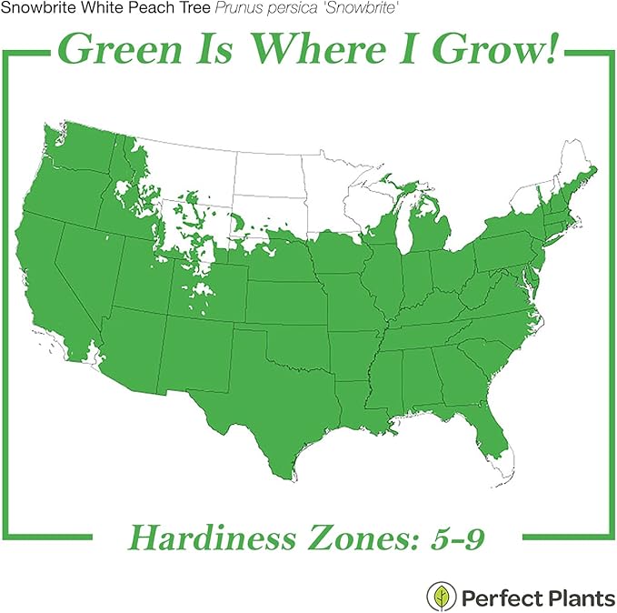 PERFECT PLANTS Snowbrite White Peach Tree 4-5ft. Tall | Full Crops with Only One Tree | Vibrant Pink Blossoms in Spring