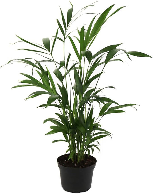 American Plant Exchange Cat Palm Live Indoor or Outdoor Plant, 6" Pot, Top Air Purifier