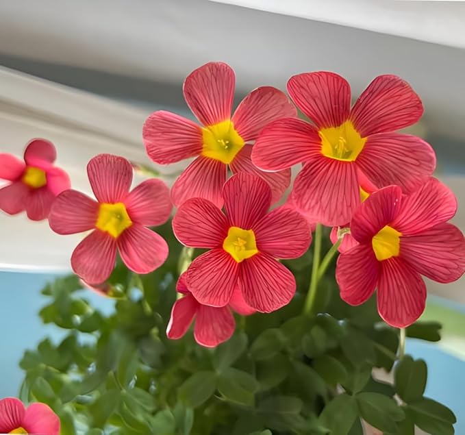 Oxalis Obtusa 'Sundisc' Jane - 5 Premium Bulbs, Red Flowers, Unique Houseplant