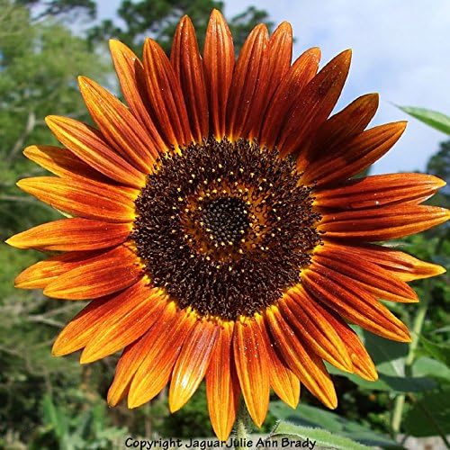 Dirt Goddess Super Seeds ~ Autumn Beauty Sunflower Seeds- Helianthus annuus (1 Lb) Non GMO Bulk