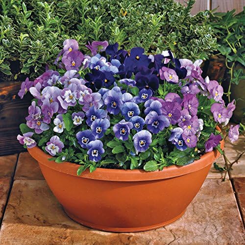 Park Seed Viola Flower Plant Seeds, Easy to Grow, Perfect for Spring Garden, Admire BlackBerry Mix, Pack of 25
