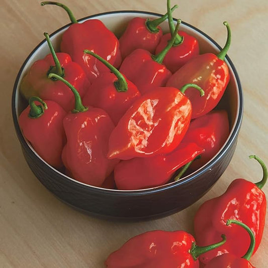 Burpee Habanero Red Organic Hot Pepper Seeds 75 seeds
