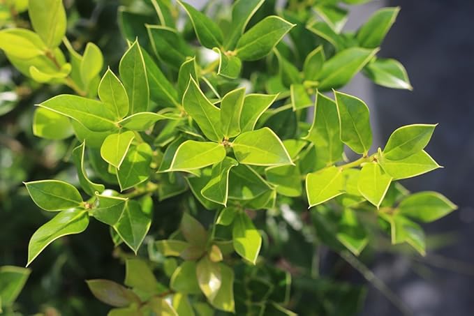 Needlepoint Holly - Size: 3 Gallon, Live Plant, Includes Special Blend Fertilizer & Planting Guide