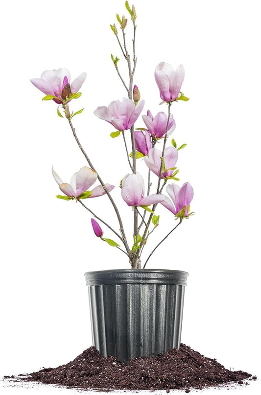 Jane Magnolia in 3 Gal. Grower's Pot | Beautiful Purple Early Spring Blooms | Easy Care | Dwarf Growth Habit