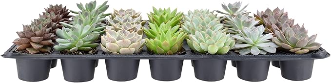 Arcadia Garden Products Live Assorted Mini Succulents in 2 in. Grower Pot, 28-Pack, Green (LV67) ***Cannot Ship to Hawaii***