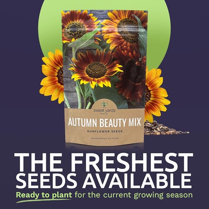 Autumn Beauty Sunflower Seeds – Bulk 1/4 Pound Bag – Over 5,000 Open Pollinated Non-GMO Wildflower Seeds – Helianthus annus – Beautiful Shades of Gold, Bronze, Yellow, and Purple