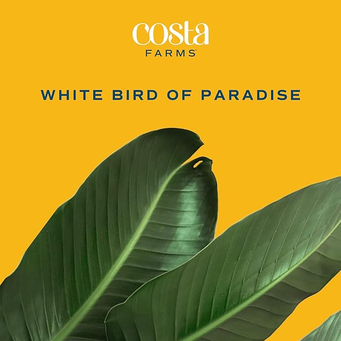 Costa Farms White Bird of Paradise, Live Indoor Plant in Boho Decor Plant Pot, Potting Soil Mix, Tropical Air Purifying Houseplant, Home and Office Decor, Unique Plant Gift, 3-4 Feet Tall