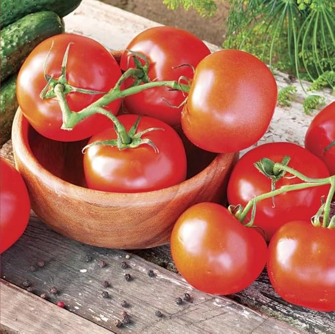 Park Seed Variety of Tomato Vegetable Seeds, Plant Seeds, Easy to Grow, Perfect for Harvesting, Celebrity Hybrid, Pack of 1000