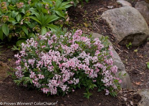 Proven Winners - Deutzia Yuki Cherry Blossom (Yuki Cherry Blossom Deutzia) Shrub, pink flowers, #3 - Size Container