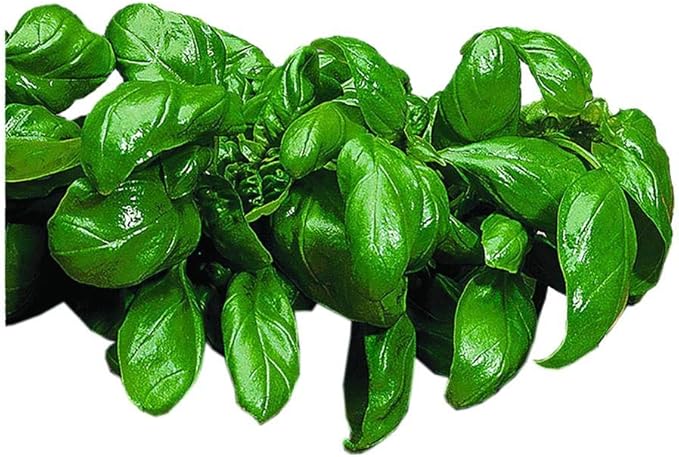 Park Seed Basil Herb Plant Seeds, Easy to Grow, Variety of Colors, Spring Garden, Italian Large Leaf, Pack of 100