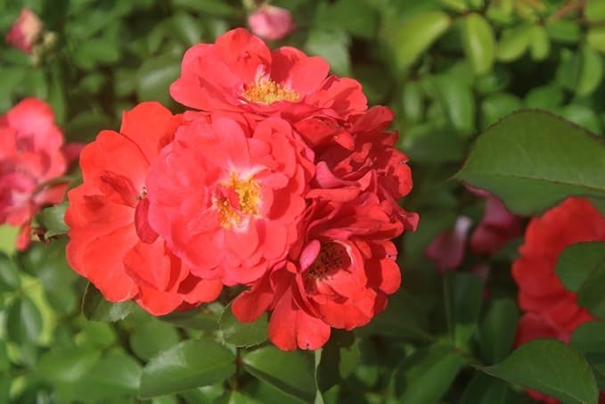 PERFECT PLANTS Drift Rose Live Plant, 1 Gallon, Coral Colored Petals and Green Stem