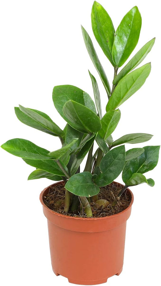 3.5" ZZ Plant Zamioculcas Zamiifolia, ZZ Plants Live House Plants Indoors Live House Plants Indoors, Indoor Plants Live, Real Live Plants Indoor Plants Live Houseplants Live Indoor by Plants for Pets