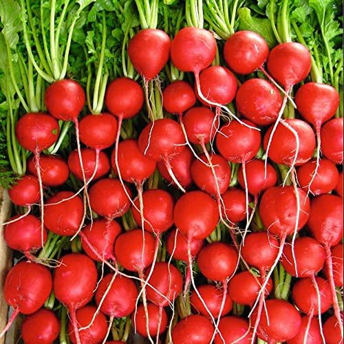 Park Seed Radish Vegatable Plant Seeds, Easy to Grow, Variety of Colors, Spring Garden, Rivoli Hybrid, Pack of 100