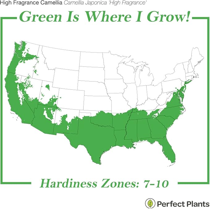 PERFECT PLANTS Live High Fragrance Camellia in 3 Gallon Grower's Pot | Evergreen Perennial That Loves Shade | Air Purifier with Beautiful Flowers and Sweet Blossom Scent