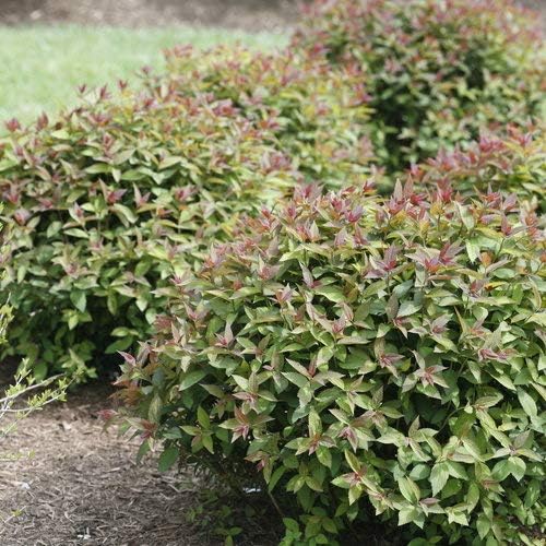 Proven Winners - Spiraea jap. Double Play Red (Spirea) Shrub, red flowers, #3 - Size Container