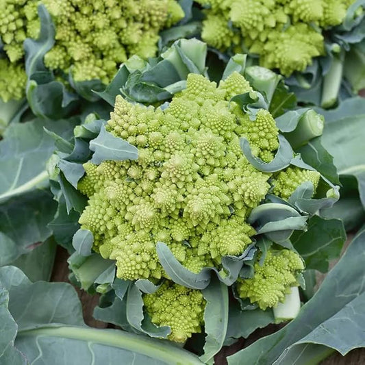 Park Seed Variety of Broccoli Plant Seeds, Easy to Grow, Perfect for Garden, Romanesco Broccoli Seeds, Pack of 100 Seeds