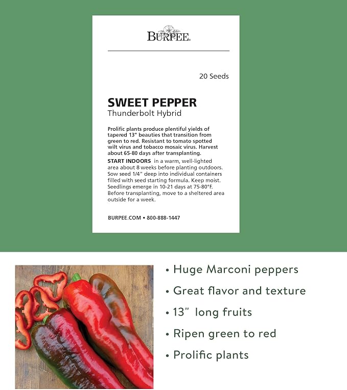 Burpee Thunderbolt Hybrid Sweet Italian Roasting Pepper Seeds | 20 Non-GMO Seeds | Vegetable Seeds for Planting | Grow Your Own Fresh Bell Pepper Live Plants