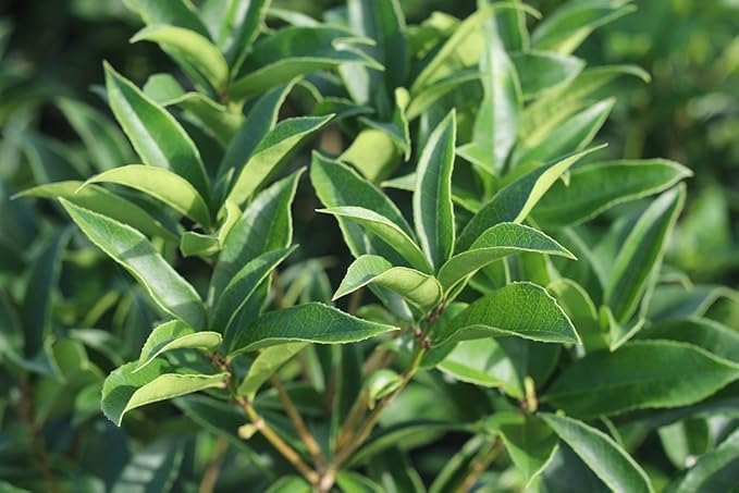 PERFECT PLANTS Tea Olive Live Plant, 1 gallon, Green