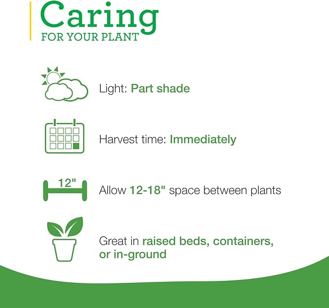 Bonnie Plants Italian Oregano Live Herb Plants, Perennial in Zones 5 to 10, Full Sun to Part Shade, 4 Pack