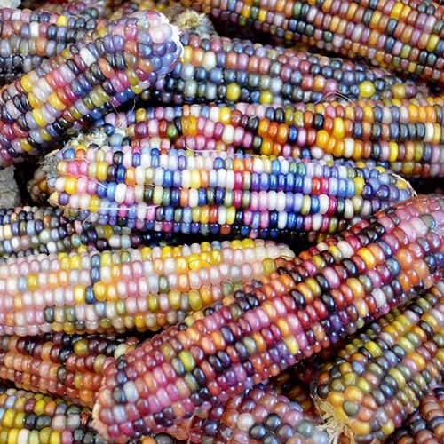 100 Glass Gem Corn Seeds Non-GMO Popcorn Delicious Jewel-Toned Glass-Like Kernels Grown in USA Rare Ornamental and Edible HARLEY SEEDS