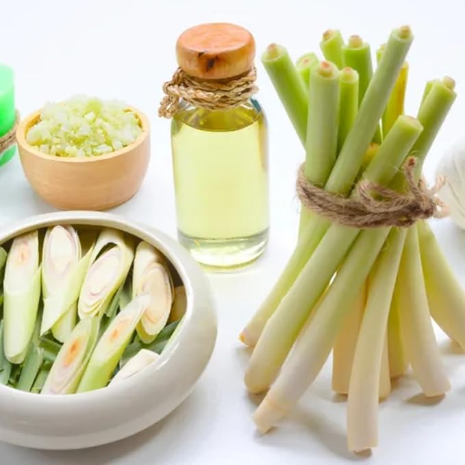 Lemongrass Seed for Planting - Non-GMO Heirloom Seeds - Grow Lemon Fresh Asian Lemongrass Plants in Your Home Vegetable Garden
