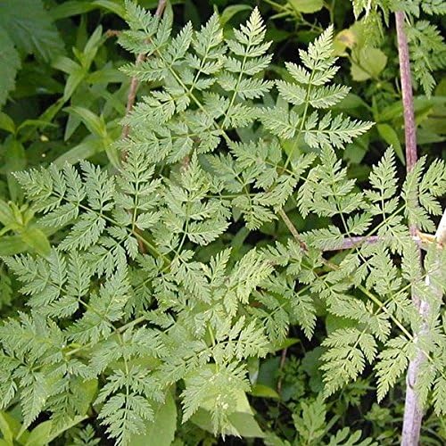 Palm Beach Medicinal Herbs - Poison Hemlock Seeds (Conium maculatum) Packet of 30 Seeds