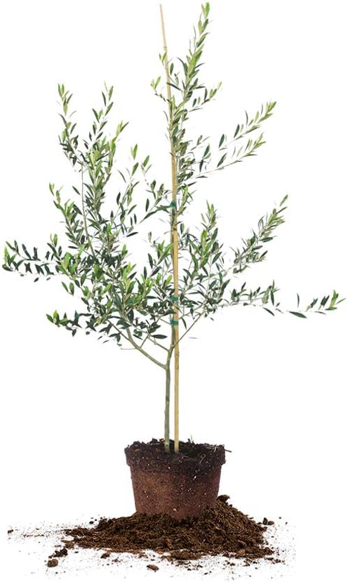 PERFECT PLANTS Arbequina Olive Live Plant, 3-4ft, Includes Care Guide