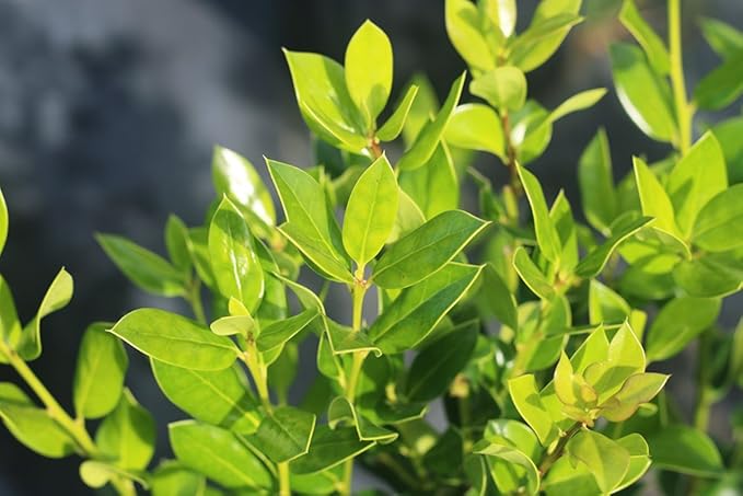 Needlepoint Holly - Size: 1 Gallon, Live Plant, Includes Special Blend Fertilizer & Planting Guide