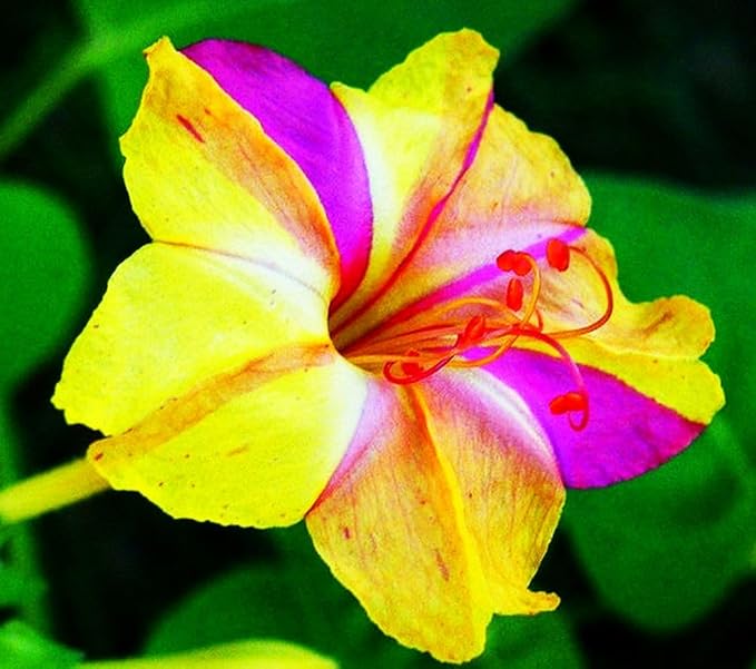 100 Four O'Clock Flower Seeds: Fragrant Mix for Perennial Blooms