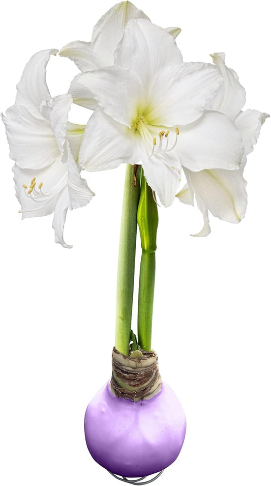 Waxed Amaryllis Bulb - Purple Wax, White Blooms - Easy Care - No Watering Needed! Beautiful Spring Décor