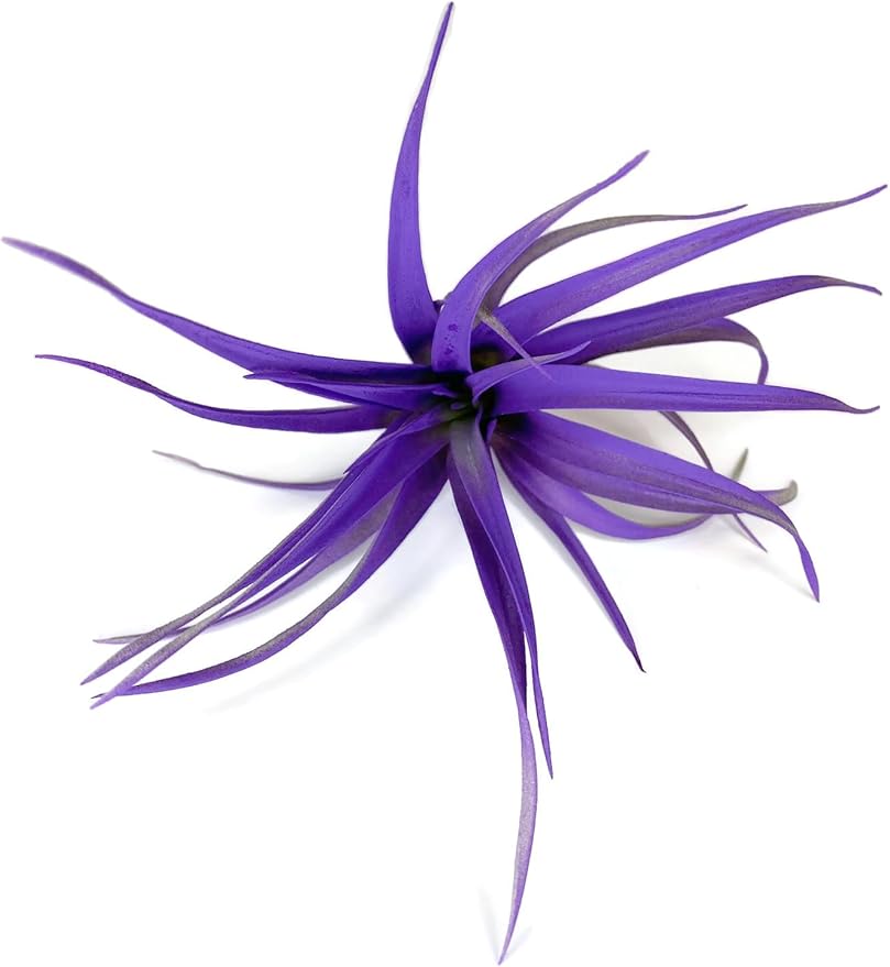 Colored Capitata Air Plant, Tillandsia, Airplant, Air Purification, House Plant, Home Decor & Gift, Live Plant (Purple)