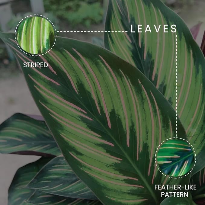 American Plant Exchange Calathea Beauty Star Live Prayer Plant, 6-Inch Pot W/Stylish Cover, Easy to Care, Pet Safe, Low Light & Air Purifying Tropical Indoor Houseplant for Home Office & Garden Décor