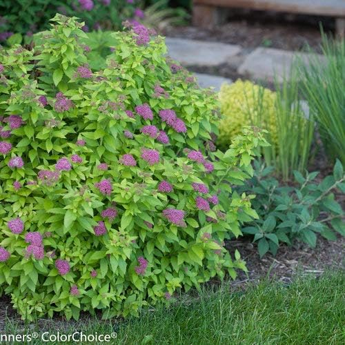 Proven Winners - Spiraea jap. Double Play Gold (Spirea) Shrub, , #3 - Size Container